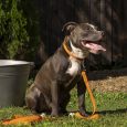 Keeping Doggy Poo Bins Smell-Free
