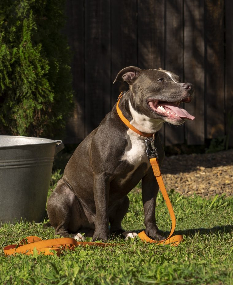 Keeping Doggy Poo Bins Smell-Free